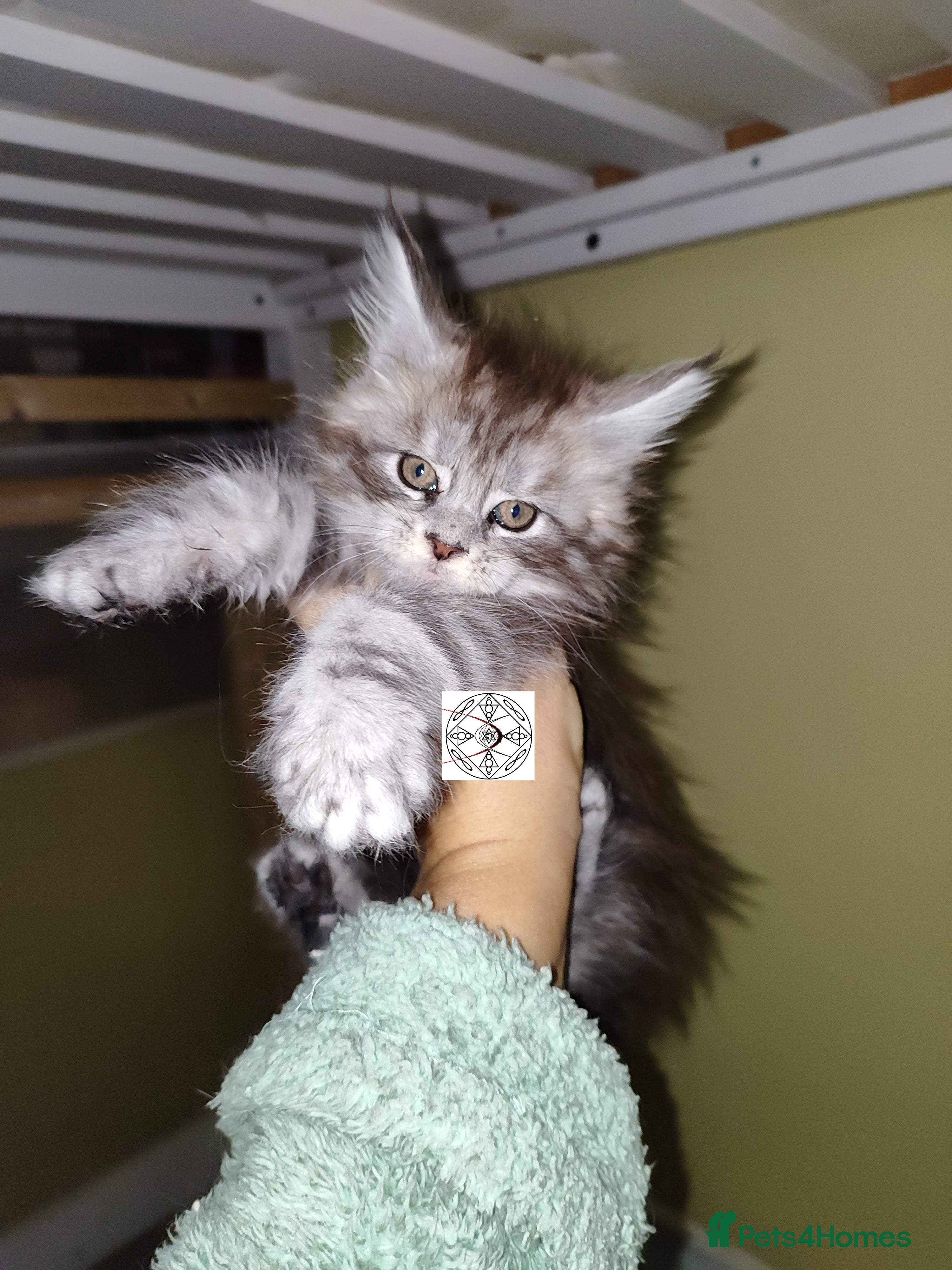 Maine Coon cats Pair of kittens / RESERVED - Advert 15