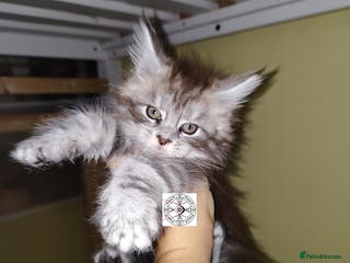Maine Coon cats Pair of kittens / RESERVED - Advert 13