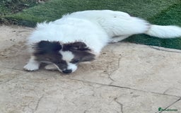 Pomsky dogs for sale: Pomsky girl, needs forever home  - Image 2