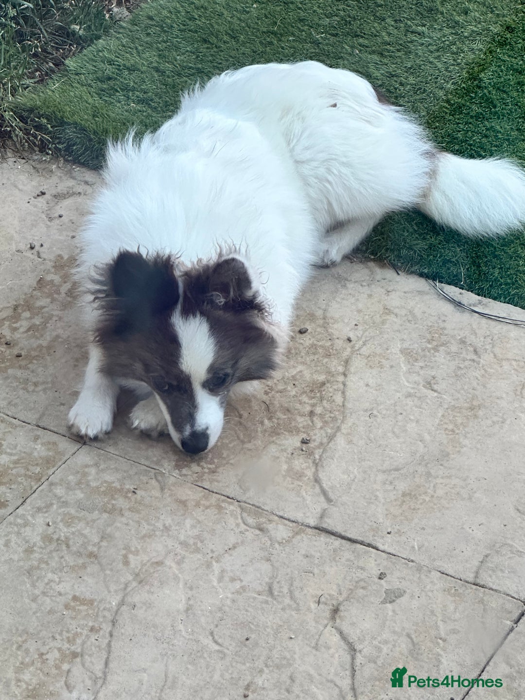 Pomsky dogs for sale: Pomsky girl, needs forever home  - Image 2