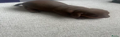 Dachshund 2