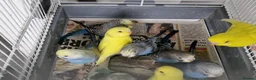 Budgerigars birds for sale: Super silly hand tamed baby budgie - Advert 8