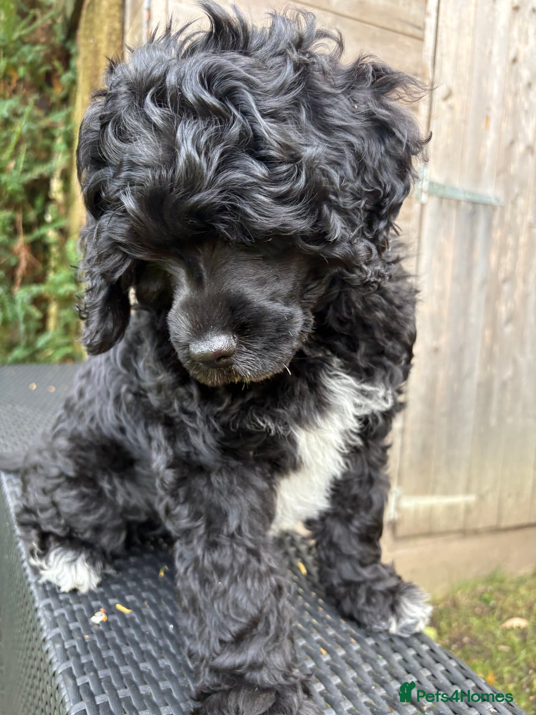 Portuguese Water Dog dogs for sale: Allergy-Friendly Puppy Ready for Her Forever Home - Image 4