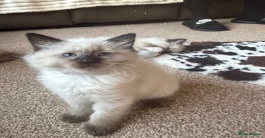 Ragdoll cats Fluffy sweet ragdoll kittens  - Advert 13