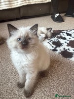 Ragdoll cats Fluffy sweet ragdoll kittens - Advert 13