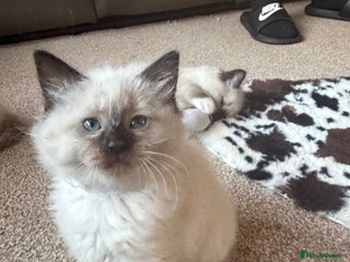 Ragdoll cats Fluffy sweet ragdoll kittens - Advert 7