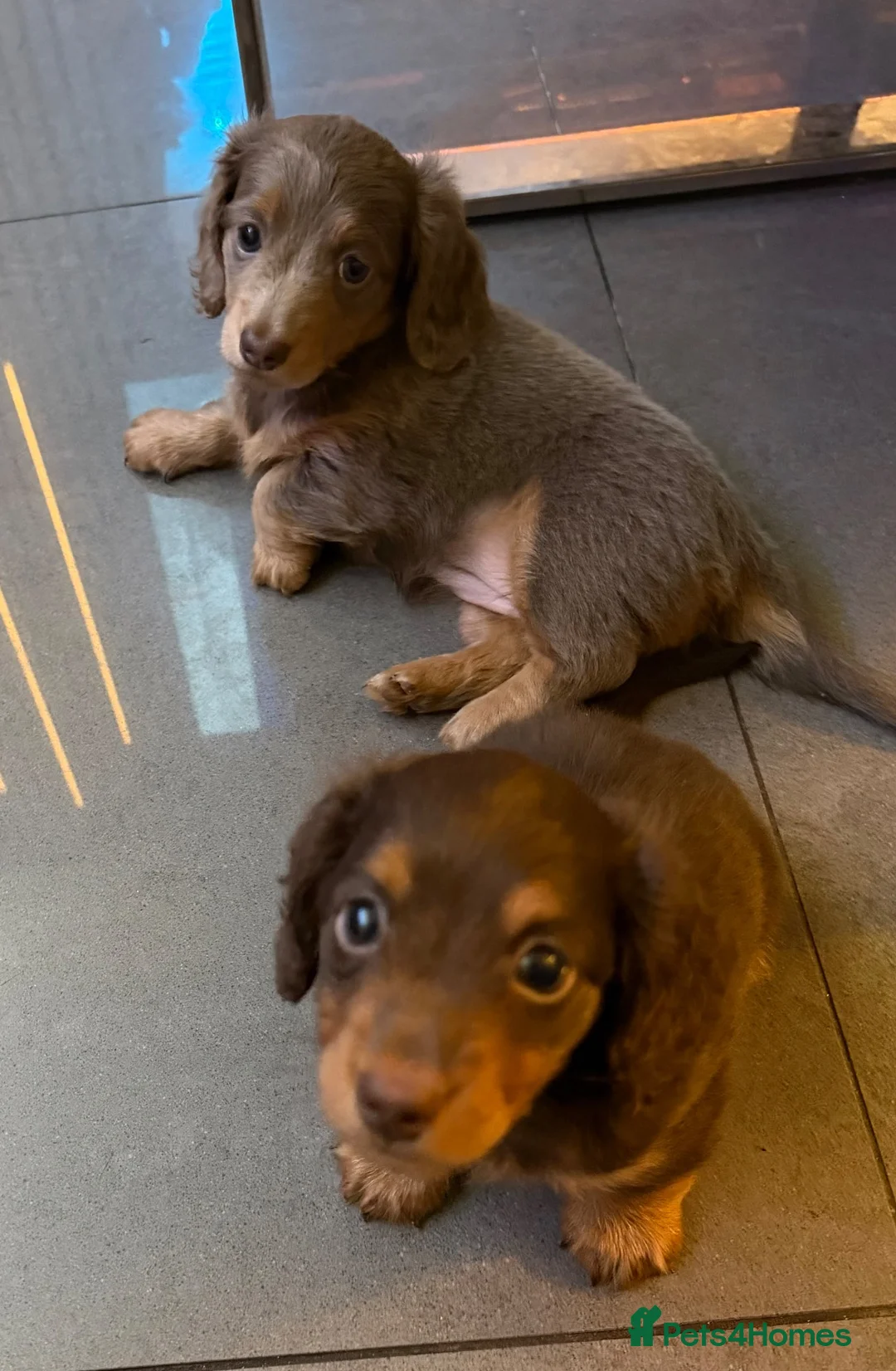 Miniature Dachshund dogs for sale: Miniature long haired dachshund puppies - Advert 4