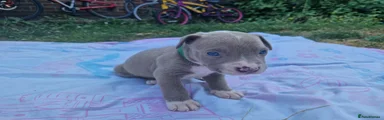 Staffordshire Bull Terrier 2