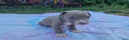 Staffordshire Bull Terrier dogs for sale: Staffordshire bully puppies  - Advert 25