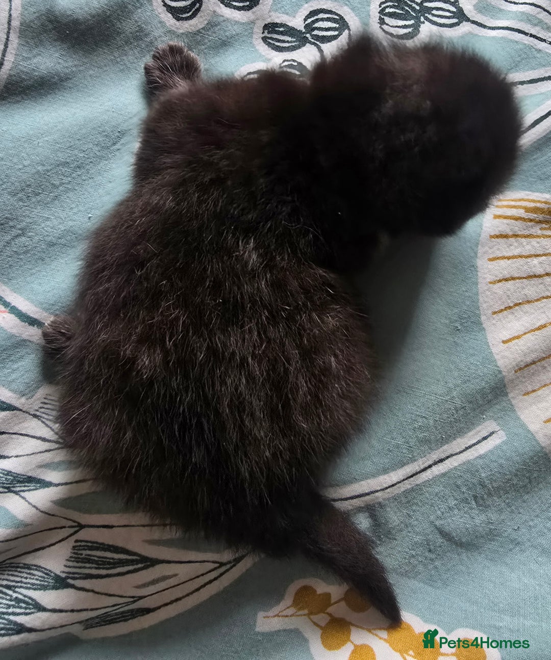 British Shorthair cats for sale: ONE GIRL LEFT TICA REGISTERED BRITISH SHORTHAIR - Advert 19