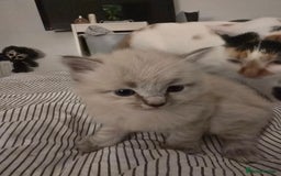 Mixed Breed cats for sale: 3 Kittens for sale.  - Image 3