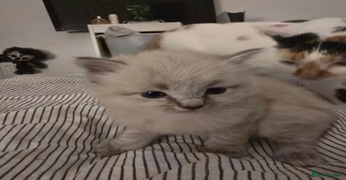 Mixed Breed cats - Advert 4