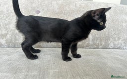 Bengal cats for sale: Two adorable Blue/Melanistic Bengal Kittens TICA  in Benfleet - Image 34