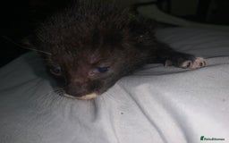Mixed Breed cats for sale: beautiful kittens  - Image 20