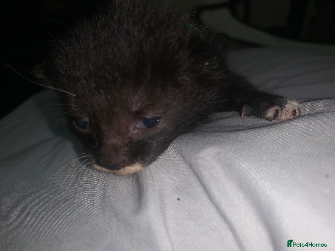 Mixed Breed cats for sale: beautiful kittens  - Image 20