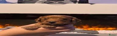 Cavapoo 3
