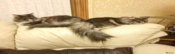 Norwegian Forest Cat cats for sale: 2 Gorgeous Blue Norwegian  - Advert 5