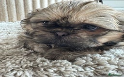 Shih Tzu dogs for sale: Shihtzu pups  - Image 6