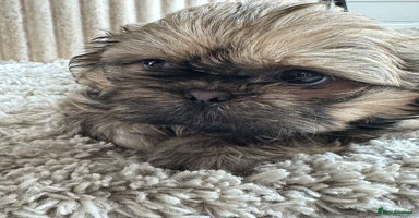 Shih Tzu dogs - Advert 9