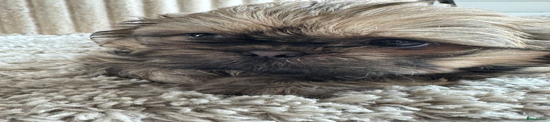 Shih Tzu Puppy 2