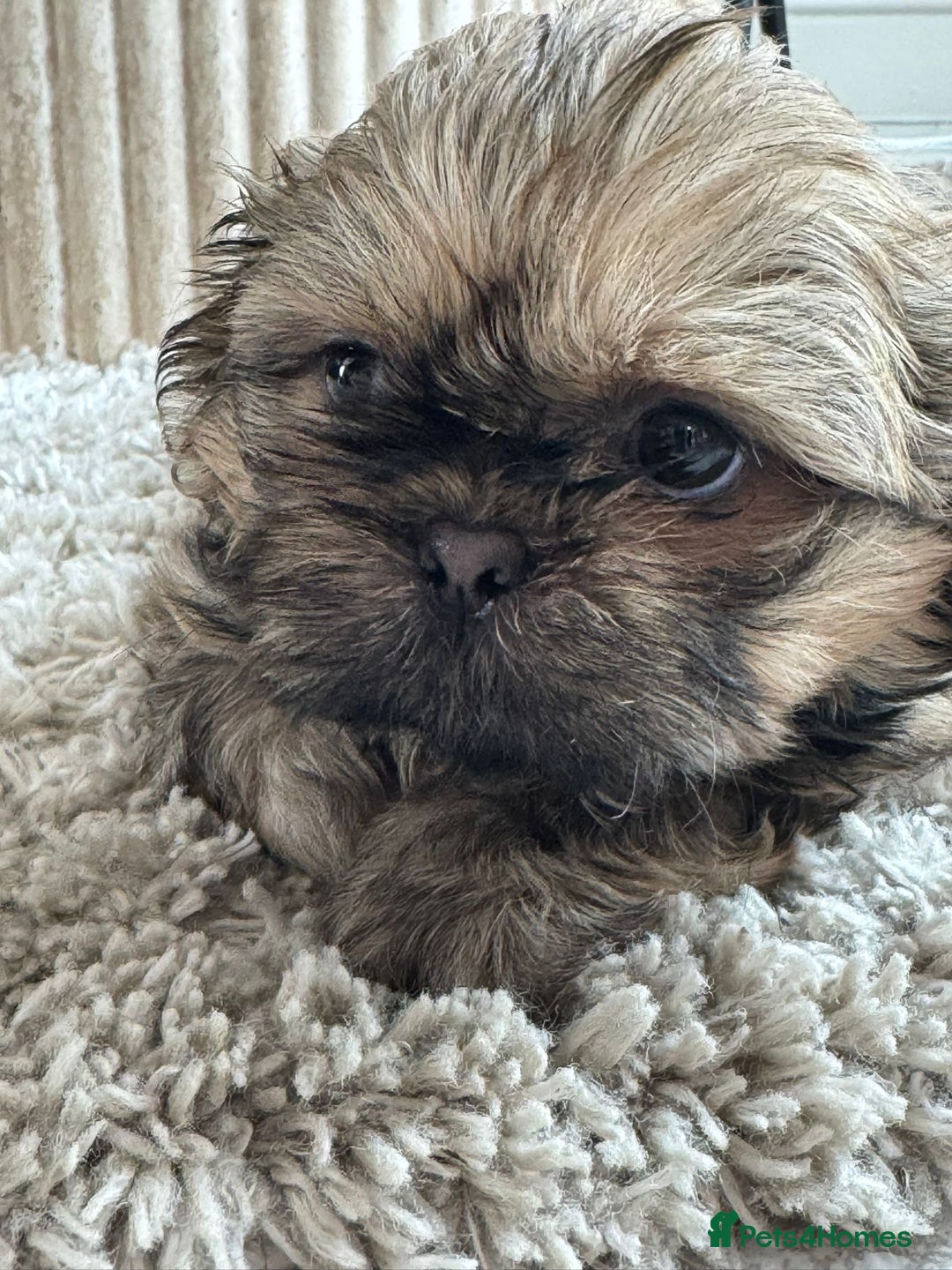 Shih Tzu dogs for sale: Shihtzu pups  - Image 6