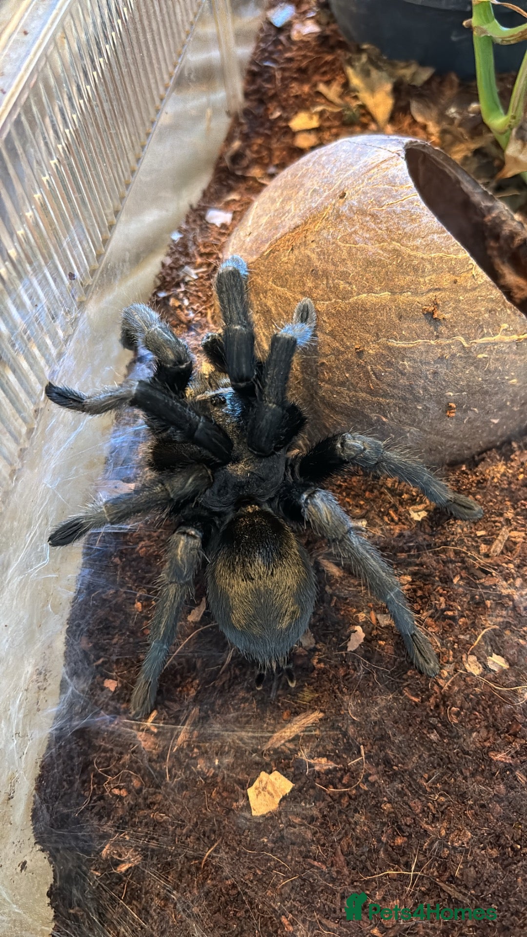 Tarantulas invertebrates Brazilian Black Tarantula for sale - Advert 1