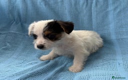 Jack Russell dogs for sale: Mini Jack Russell Terrier puppy - Image 12