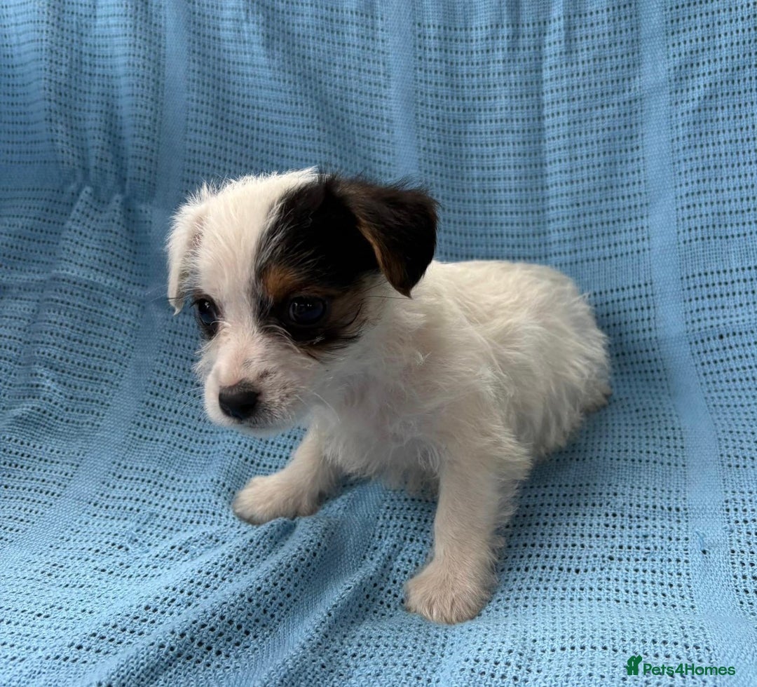 Jack Russell dogs for sale: Mini Jack Russell Terrier puppy - Image 12