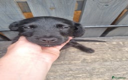 Patterdale Terrier dogs for sale: Beautiful girl left - Image 2
