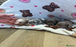 Mixed Breed dogs for sale: Jack Russel/miniature Datchound - Image 5