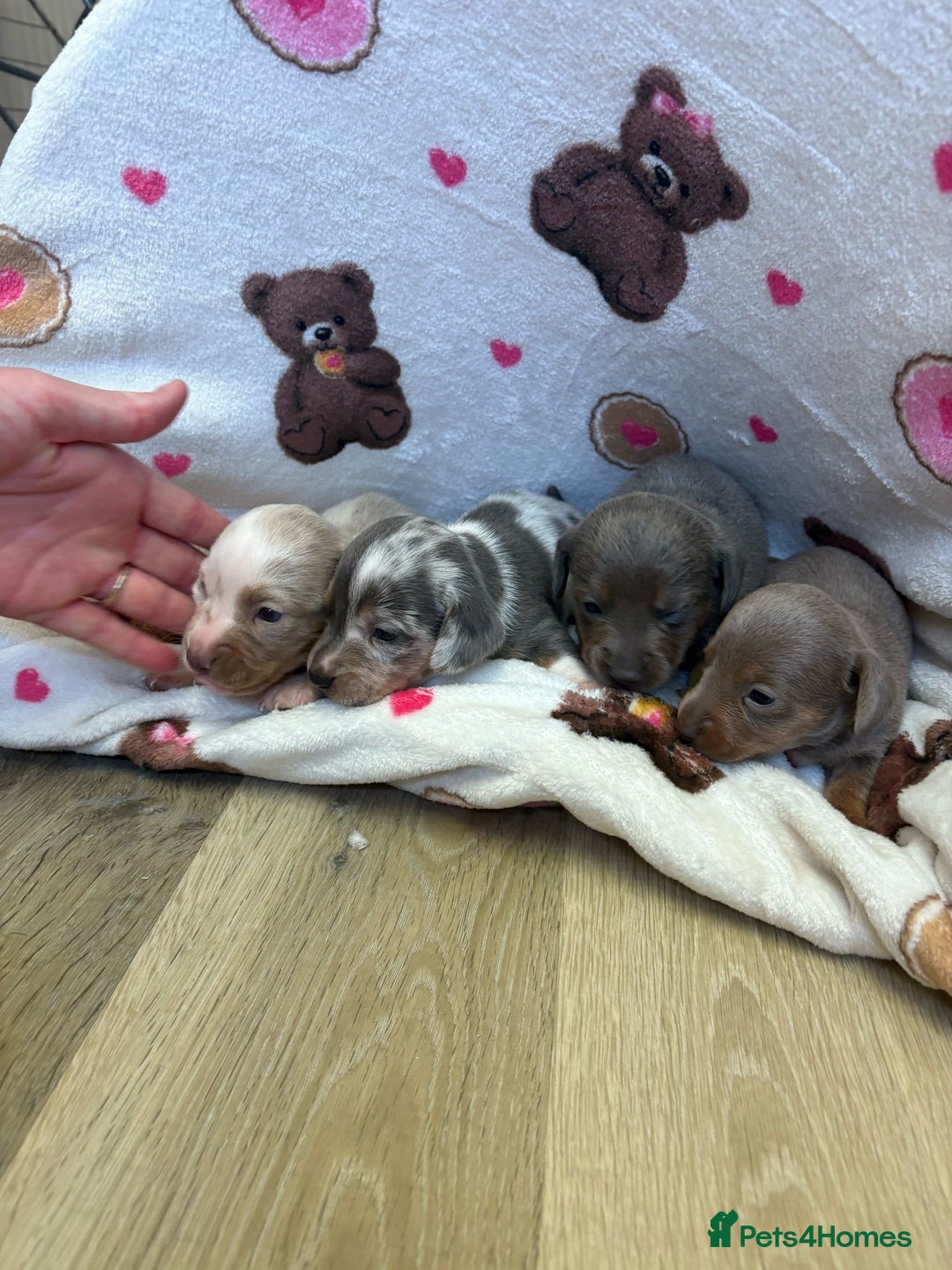 Mixed Breed dogs for sale: Jack Russel/miniature Datchound - Image 5