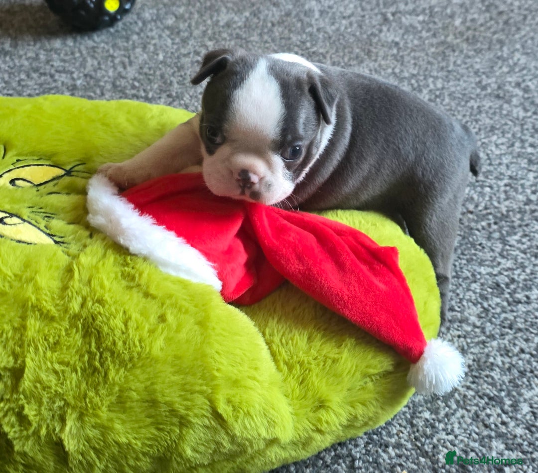Boston Terrier dogs for sale: Stunning Rare Blue Boy  - Advert 6