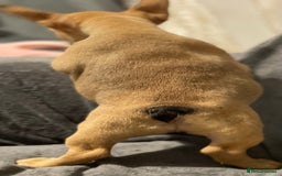 French Bulldog dogs for sale: Pedigree  French bulldogs ready to leave  - Image 15