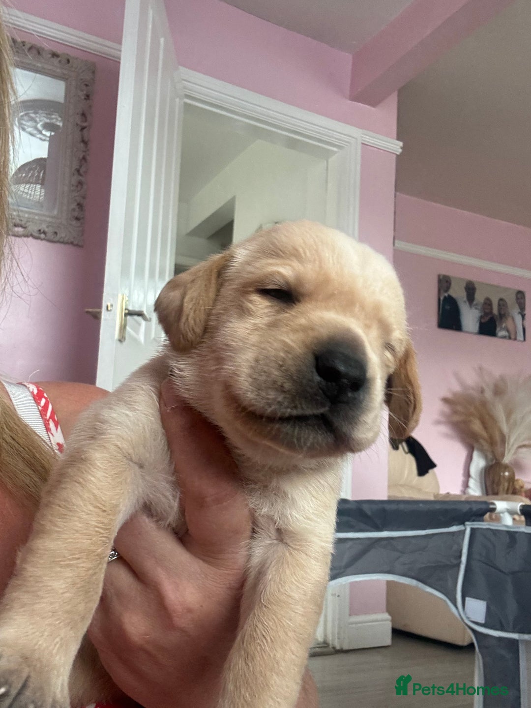 Labrador Retriever dogs for sale: Labrador puppies - Image 12
