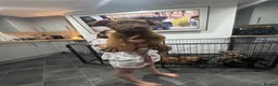 Mixed Breed dogs for sale: Ready to meet you new best friend  in Boston - Advert 8