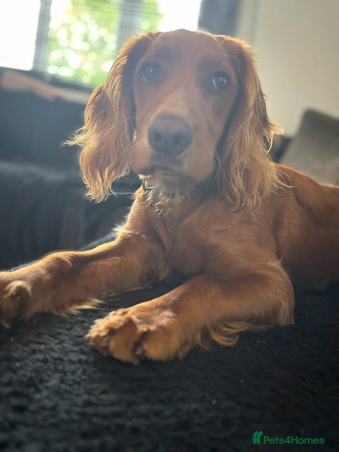 Cocker Spaniel dogs for sale: Juke  - Advert 3