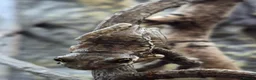 Frog reptiles for sale: Various frog species - Advert 9