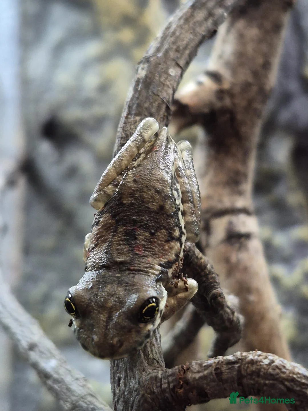 Frog reptiles for sale: Various frog species - Advert 9