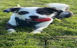 Mixed Breed dogs for adoption: Urgent Foster To Adopt Buddy 🚨  - Image 7