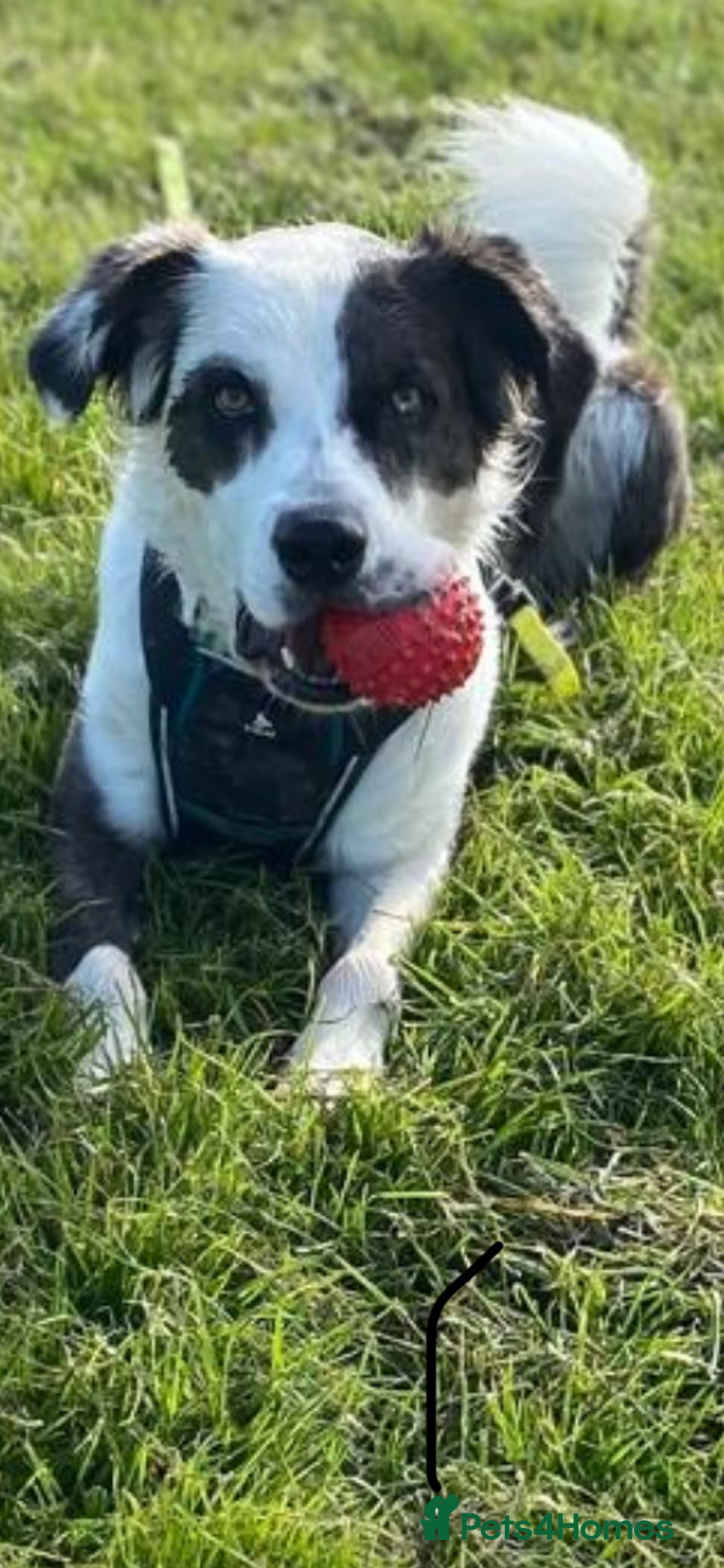 Mixed Breed dogs for adoption: Urgent Foster To Adopt Buddy 🚨  - Image 7