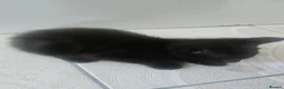 Mixed Breed cats for sale: 3 Kittens looking for a loving home - Advert 3