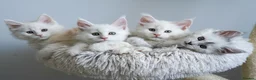 Maine Coon cats for sale: Rare Red Shaded TICA Maine Coon Kittens - Advert 5