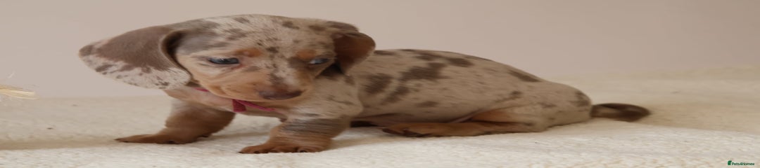 Miniature Dachshund Puppy 4