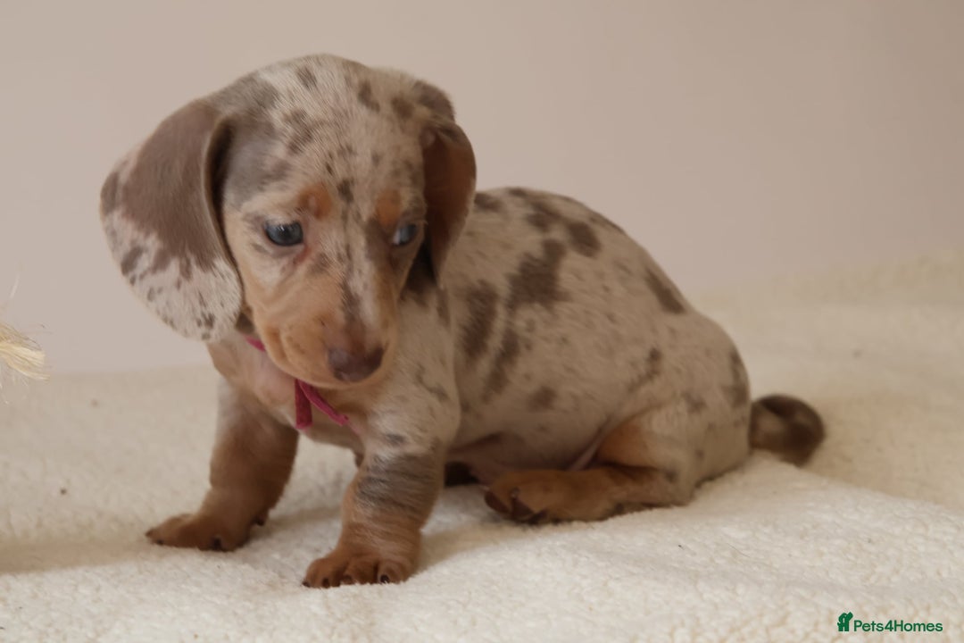 Miniature Dachshund dogs for sale: 🌟5StarsLicense+Holistic+KC+VetCheck+PRAClear - Image 27