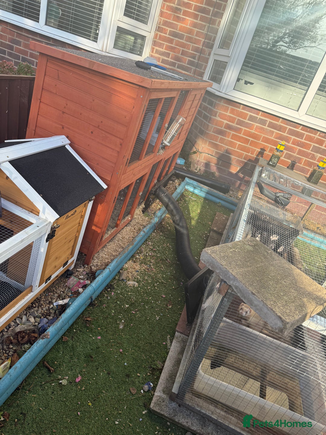 Ferret rodents for sale: 4 males with enclosure  - Image 2