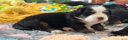 Bernese Mountain Dog dogs for sale: KC Registered Bernese Mountain Dog Puppies - Advert 7