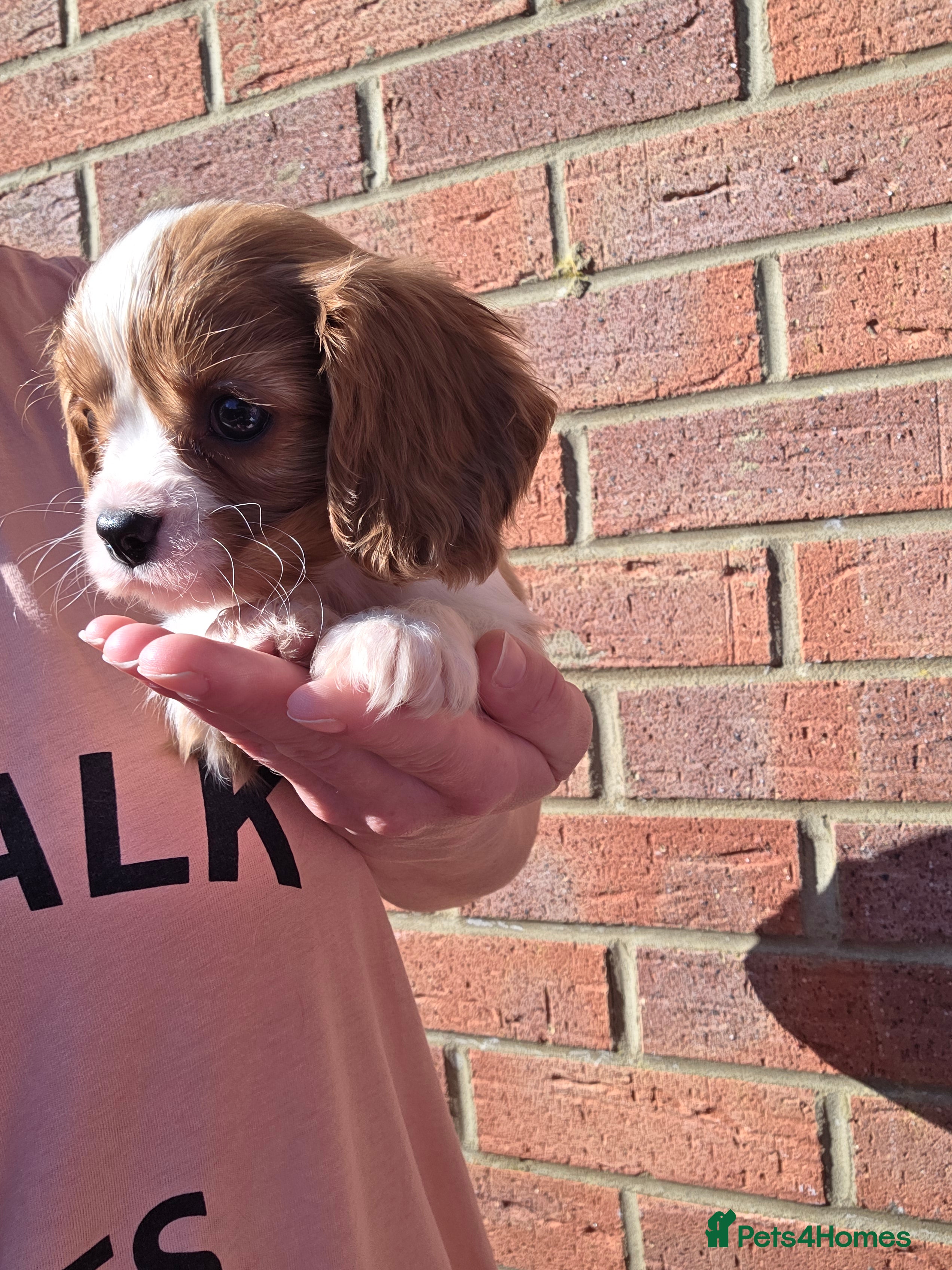 Cavalier King Charles Spaniel dogs Gorgeous Cavalier King Charles Puppies. - Advert 7