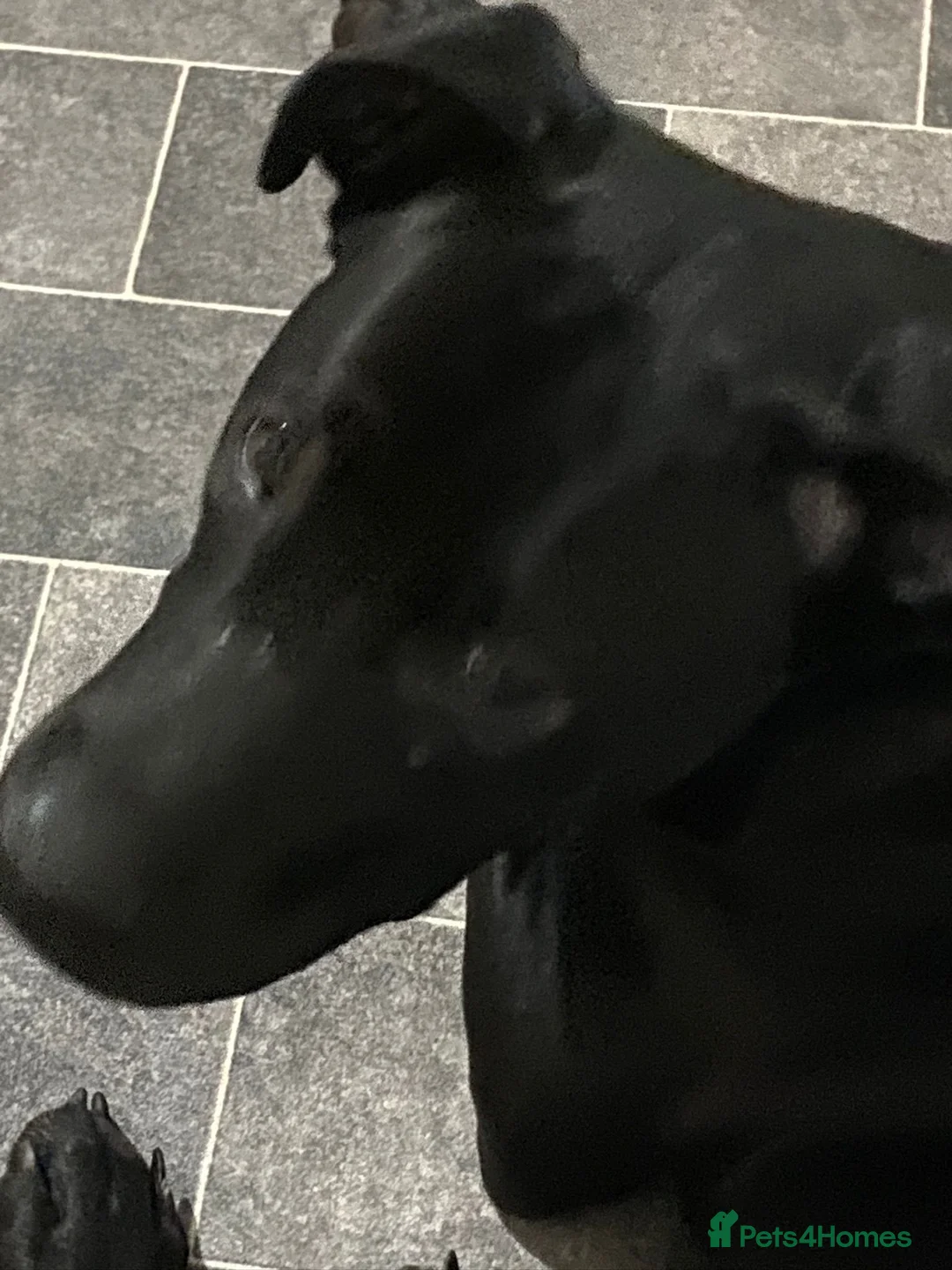 Mixed Breed dogs for sale: Rebel - Advert 1