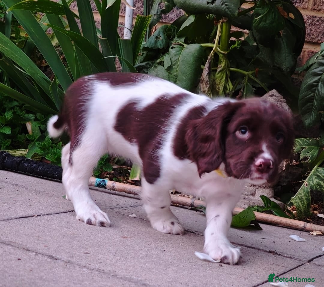 English Springer Spaniel dogs for sale: ESS girl puppies  - Image 23