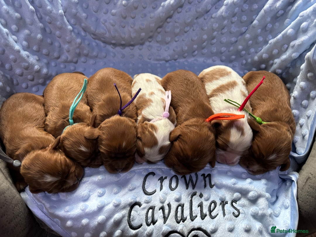 Cavalier King Charles Spaniel dogs for sale: CAVALIER KING CHARLES SPANIEL LICENSED KC HEALTH - Advert 5
